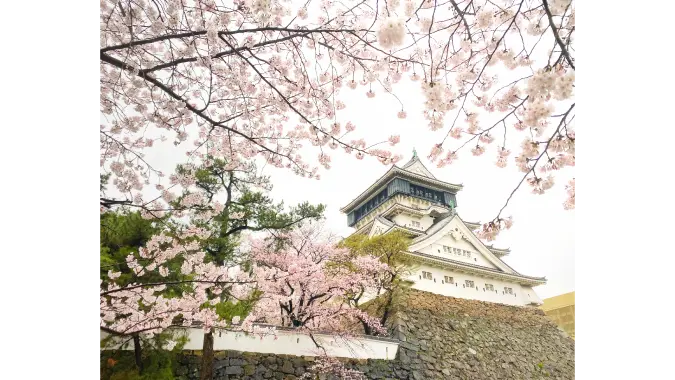 Fukuoka sakura guide preview