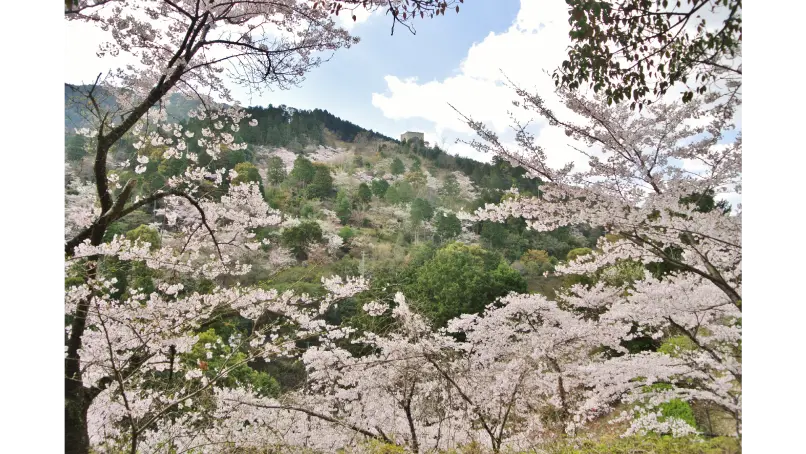 油山市民の森 sakura photo