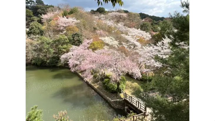添田公園の花見・桜名所【2026】- ウェザーニュース - ウェザーニュース