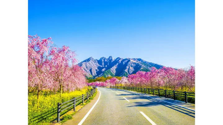 サクラミチの花見・桜名所【2026】- ウェザーニュース - ウェザーニュース