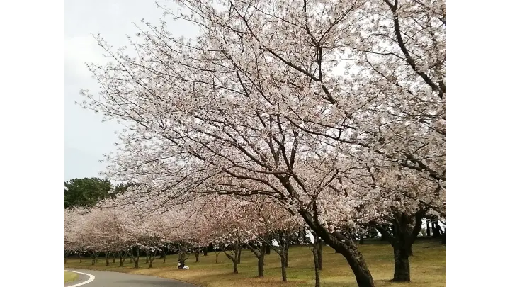 九州の花見・桜名所人気ランキング【2026】- ウェザーニュース
