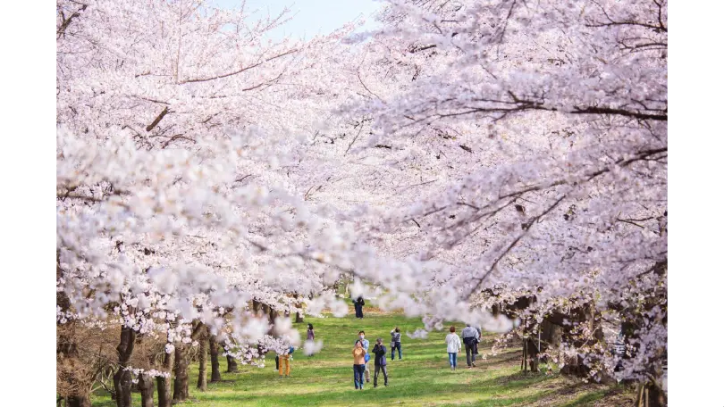 標本木の桜開花予想日【2026】- ウェザーニュース - ウェザーニュース