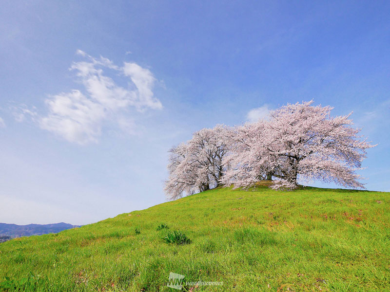 日桜さん専用確認 桜開花トップは東京で3/19 開花時期は平年並〜平年より早まる予想