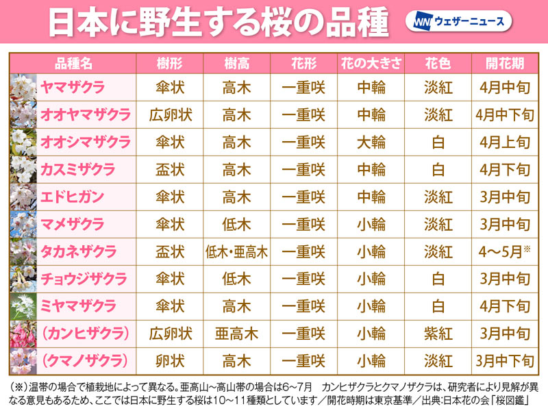 日本のサクラの種・品種マニュアル 日本のサクラの種品種マニュアル日本花