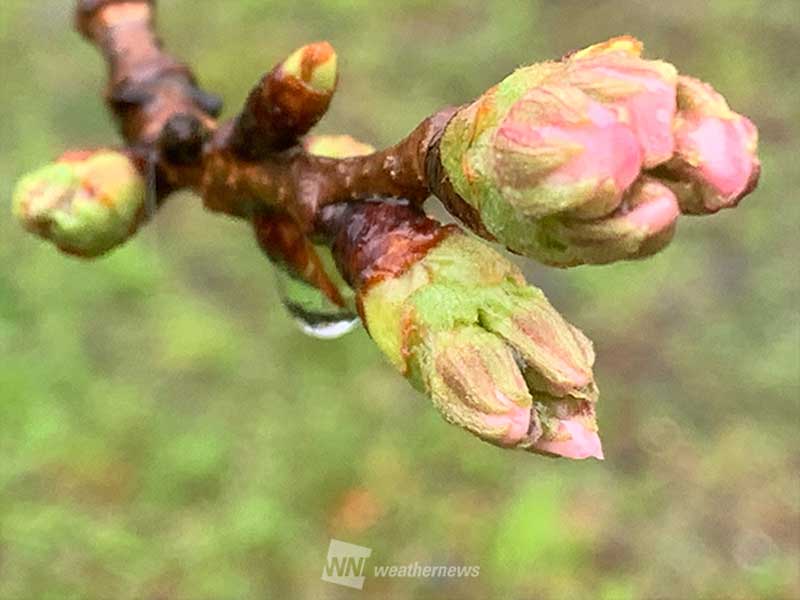 西日本から開花が始まるが 全国的につぼみの生長はゆっくり - ウェザー