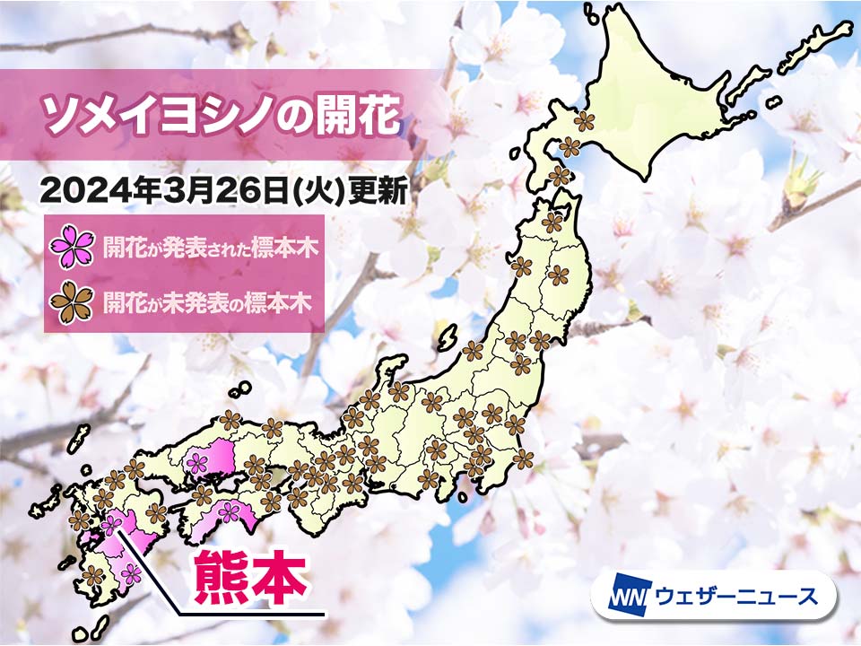 熊本でソメイヨシノ開花 平年より4日遅い桜開花発表に - ウェザーニュース