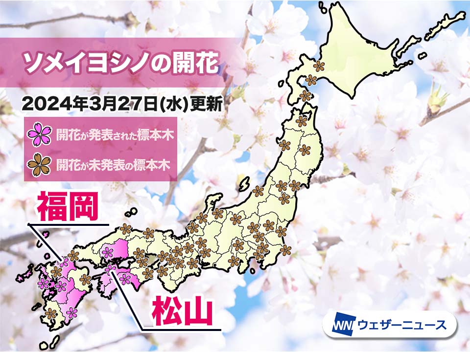 福岡と松山でソメイヨシノ開花 ともに昨年より9日も遅い桜開花発表に