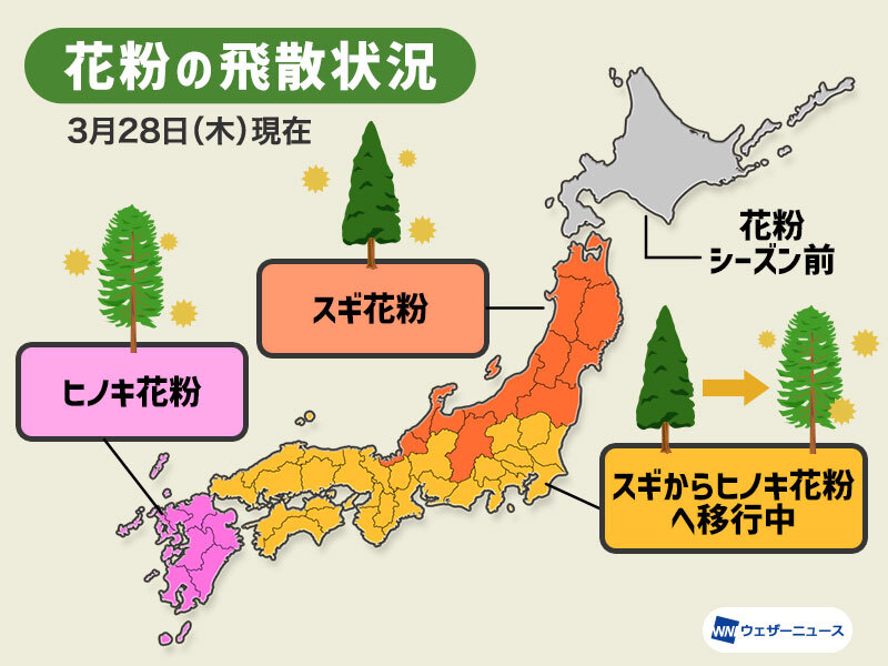 西・東日本ではスギからヒノキ花粉へ移行中、本格飛散は4月中旬まで