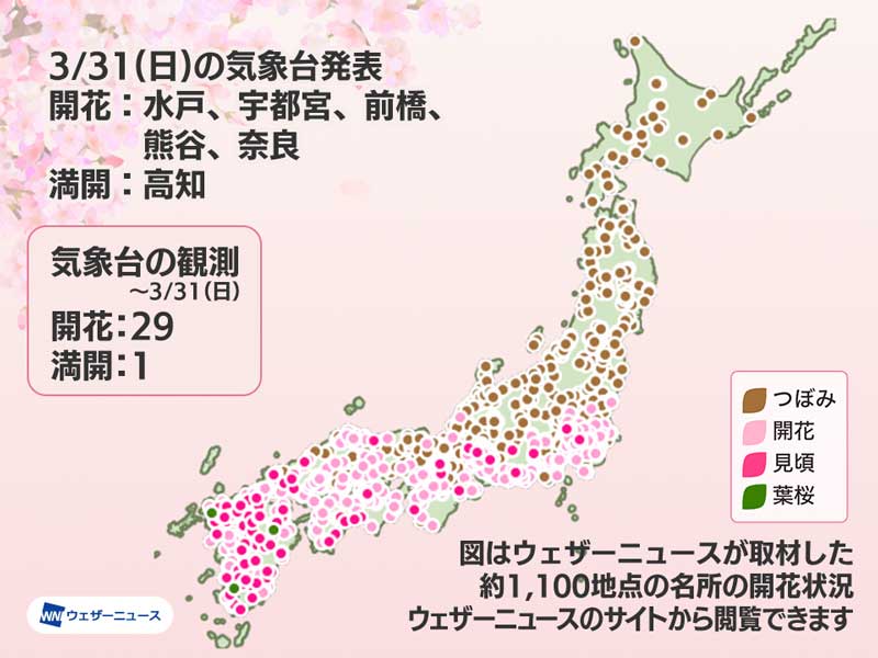 今日の桜開花状況 3月31日(日) 桜前線は北関東に到達、高知で今年初の