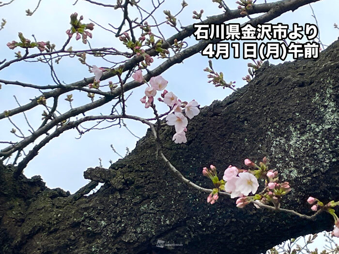 桜前線は北陸まで北上 金沢や福井でソメイヨシノが開花 - ウェザーニュース