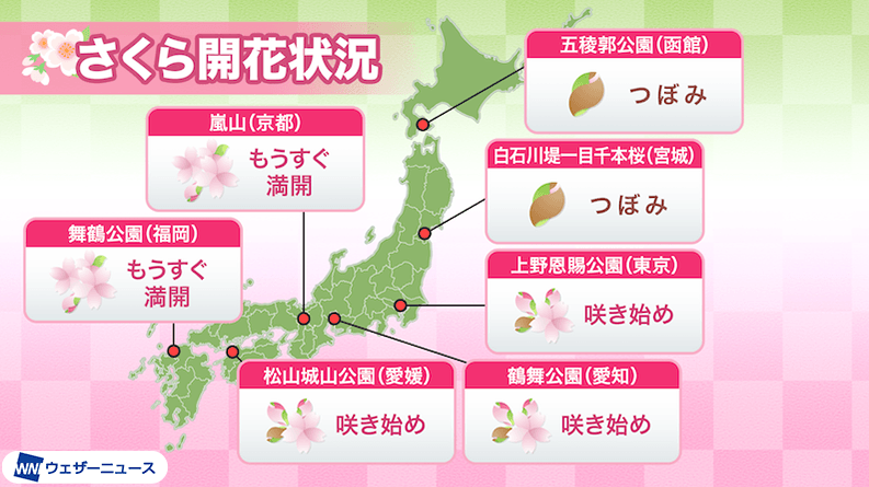 今日の桜開花状況 4月1日(月) 新年度初日に桜前線は北陸へ到達
