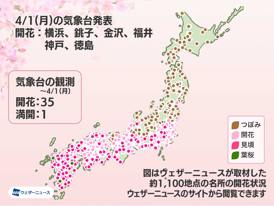 桜＊無言取引○様　確認用 徳島県三好市サクラ花だより2023 | 大歩危祖谷ナビ＜三好市公式観光