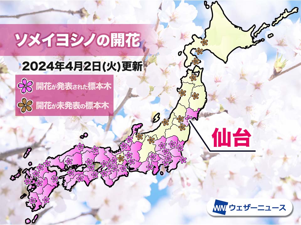 仙台でソメイヨシノ開花 桜前線は足早に東北へ 福岡などでは満開に