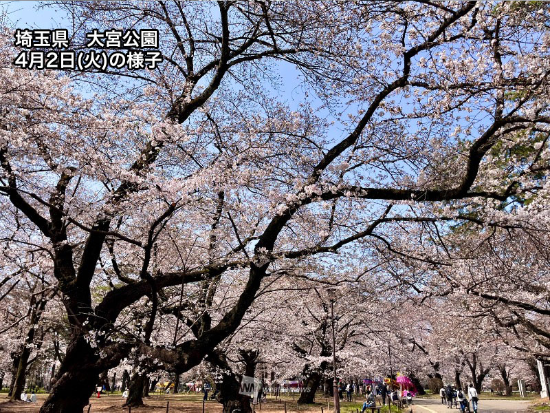 今週末に桜が見頃のスポット 東京・上野恩賜公園や芝公園などで満開