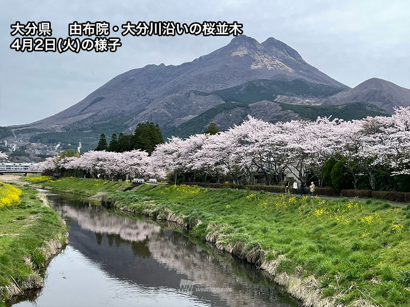 今週末に桜が見頃のスポット 東京・上野恩賜公園や芝公園などで