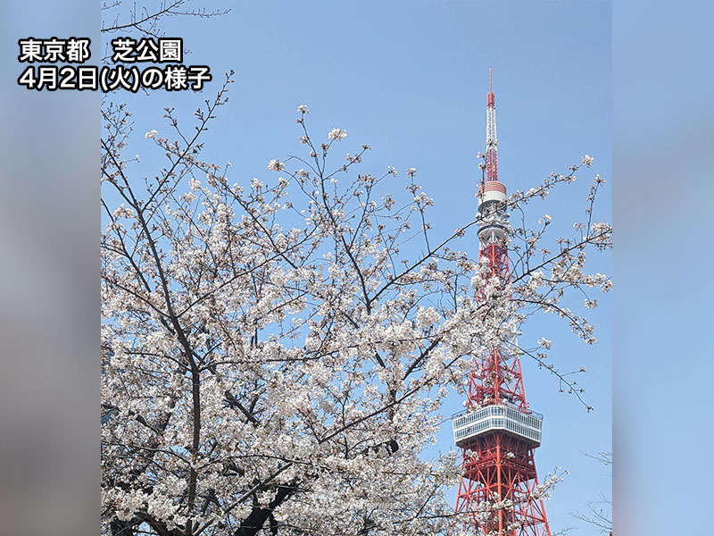今週末に桜が見頃のスポット 東京・上野恩賜公園や芝公園などで