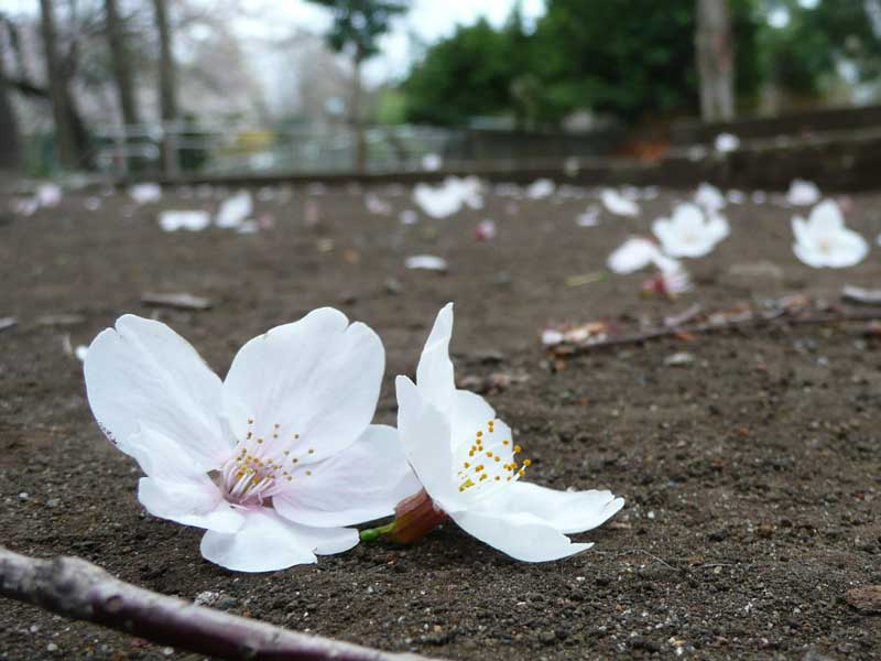 春が来たら、桜の花びらふらせてね。 春が来たら、桜の花びらふらせてね。 (野いちご文庫) | 涙鳴 |本