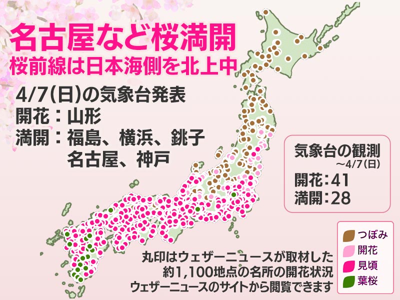 今日の桜開花状況 4月7日(日) 名古屋や横浜で満開、桜前線は日本海側