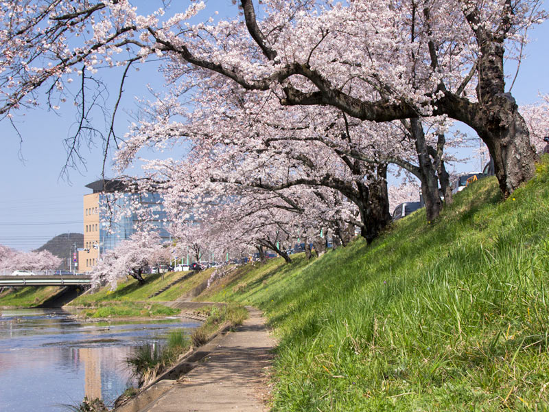 世界一の桜並木」などドライブで楽しめる桜並木 - ウェザーニュース