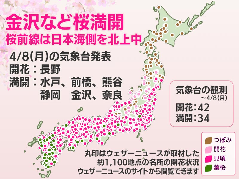 今日の桜開花状況 4月8日(月) 金沢や熊谷で満開、桜前線は日本海側でも