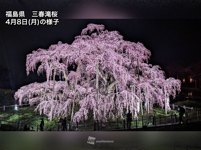 桜の花 meraniu-8.jpg