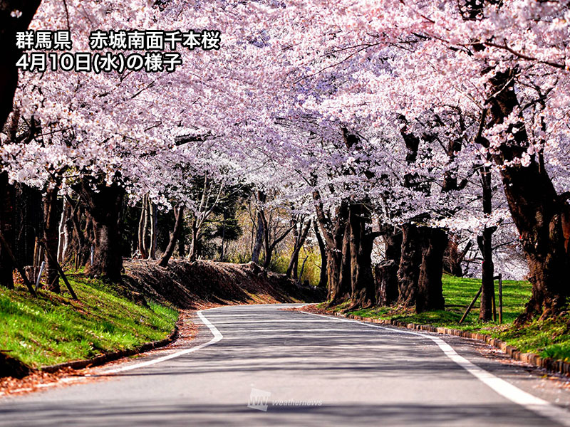 今週末に見頃の花見スポット 新倉山浅間公園では満開の桜と