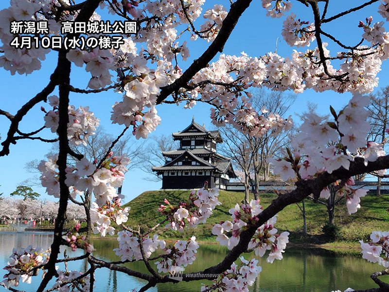 今週末に見頃の花見スポット 新倉山浅間公園では満開の桜と