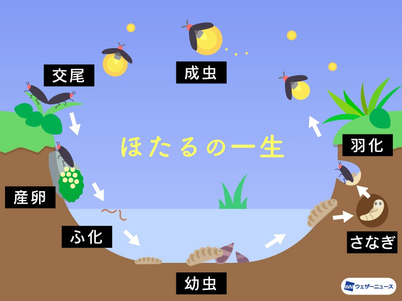 ほたる ページ ほたるの出現は例年並み〜やや早い予想 西日本や東日本では5月中旬から