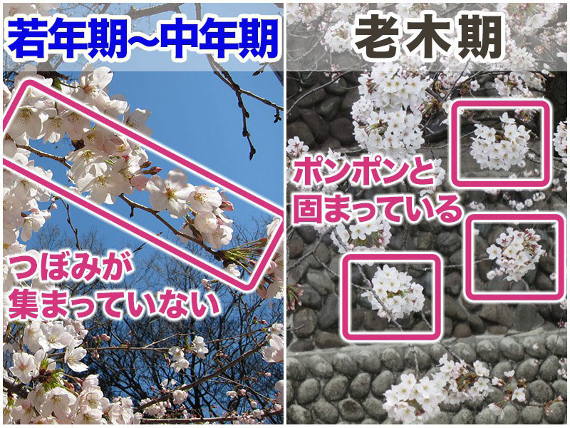 ソメイヨシノの樹齢による特徴は？ 見分け方は“花の付き方” - ウェザー