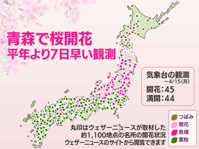 今日の桜開花状況 4月15日(月) 青森で桜開花 平年より7日早い観測