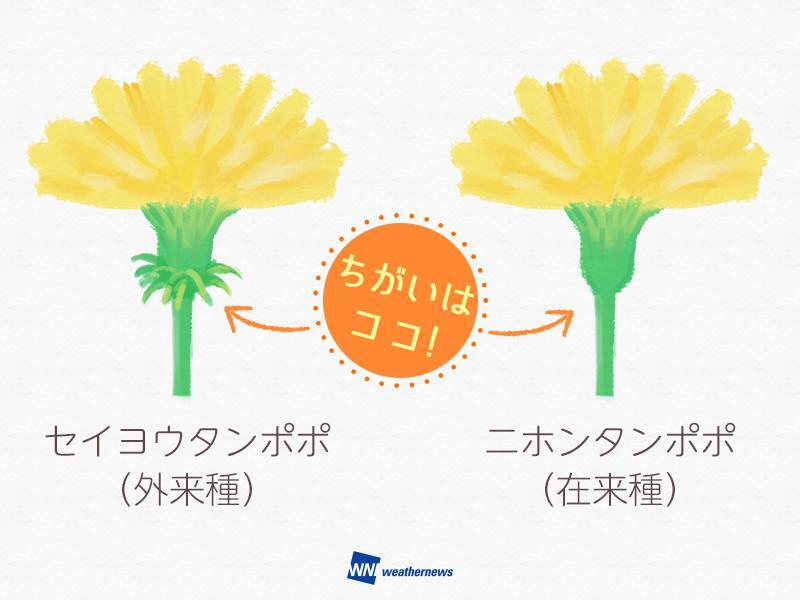ニホンタンポポ 二ホンタンポポ(在来種)とセイヨウタンポポ(外来種)の見分け方