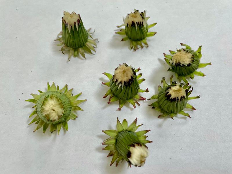 綿毛で遊ぶ！タンポポで作るふわふわパンダの作り方 - ウェザーニュース