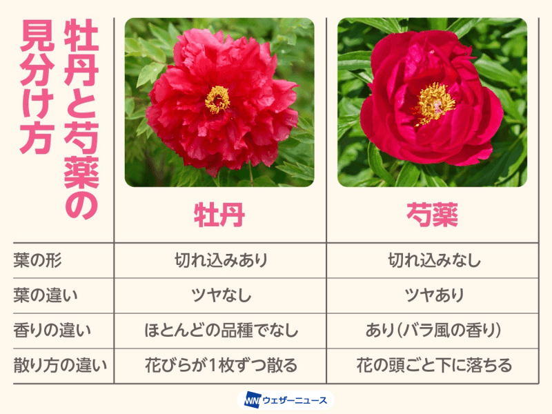 これからの季節を彩る名花、牡丹と芍薬の見分け方 - ウェザーニュース