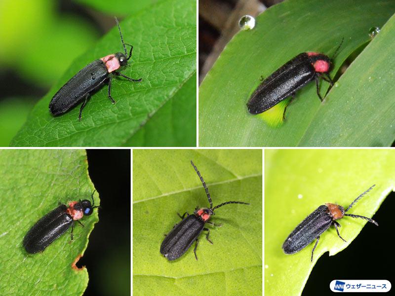 世界には約2200種類のホタル！日本に生息するのは何種類？ - ウェザー