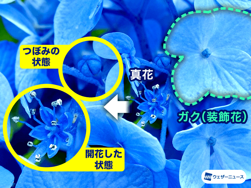 紫陽花の“花”はどこにあるか知っていますか？ - ウェザーニュース