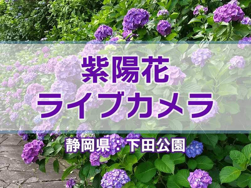紫陽花ライブカメラ 見事に咲き誇る300万輪のあじさい、伊豆「下田公園
