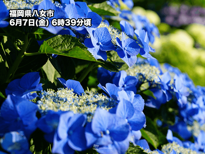 あじさいが続々と開花 西日本や関東の一部では見頃の所も - ウェザー