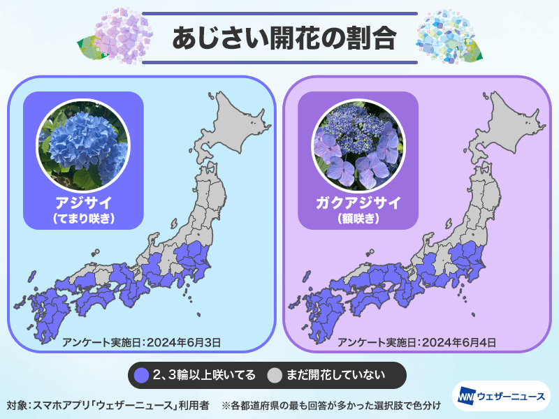 あじさいが続々と開花 西日本や関東の一部では見頃の所も - ウェザー