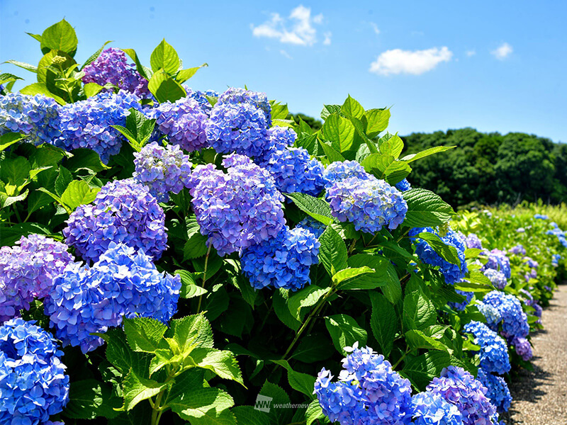 花が終わったらどうなる？ 寿命は？ 意外と知らない紫陽花の生態