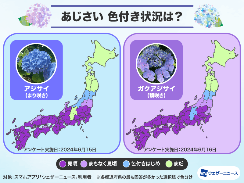鎌倉など“紫陽花”が見頃 西日本から東日本は梅雨を彩る花の季節