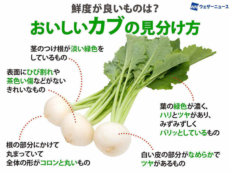 きれいな「○形」が良い？ おいしいカブの見分け方 - ウェザーニュース