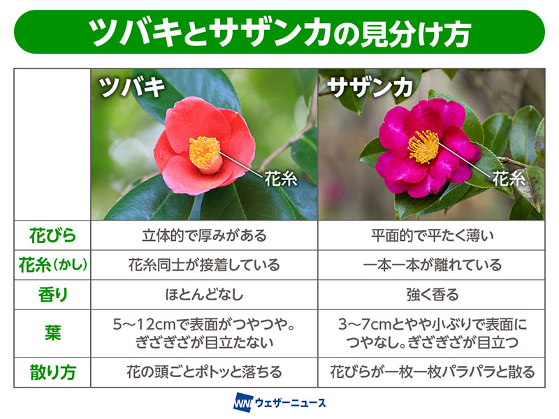 散り方が大きく違う!? ツバキとサザンカの見分け方 - ウェザー