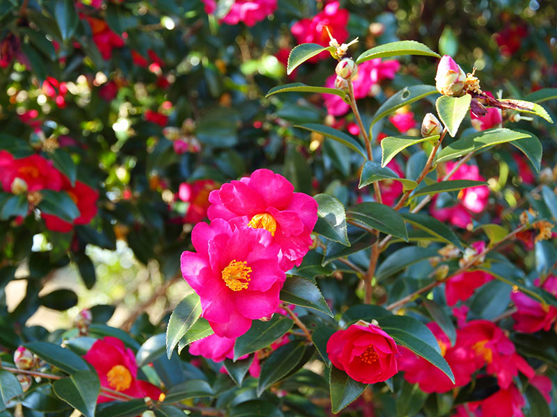 散り方が大きく違う!? ツバキとサザンカの見分け方 - ウェザーニュース