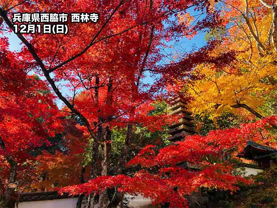 関西は錦秋の週末 師走初日は古都の名所でも紅葉が見頃に