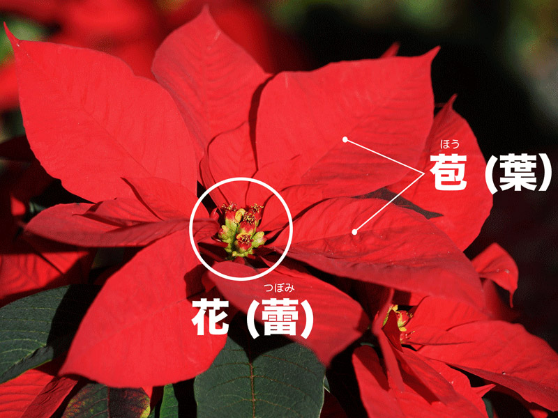 油絵 クリスマスの花 赤 ポインセチア Poinsettia1.jpg?fit=639,427&