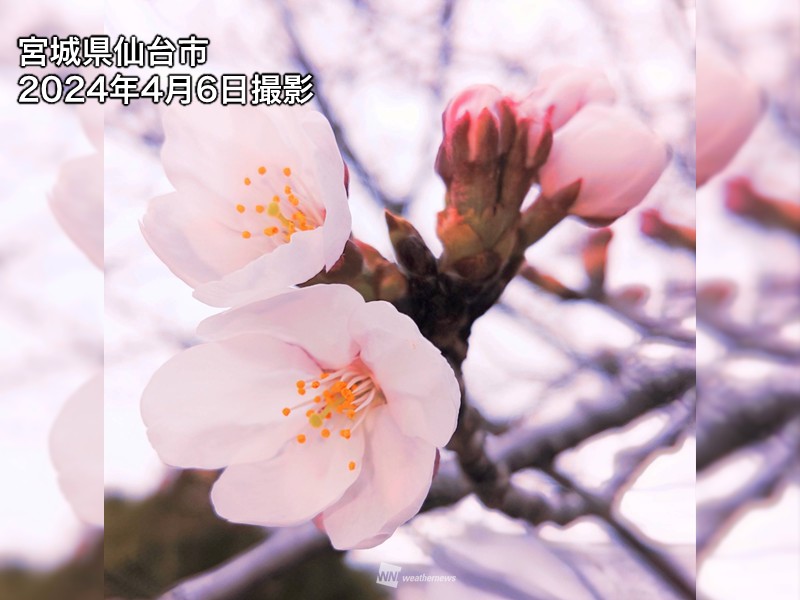 皆さんから届いた「マイ桜エピソード」 - ウェザーニュース