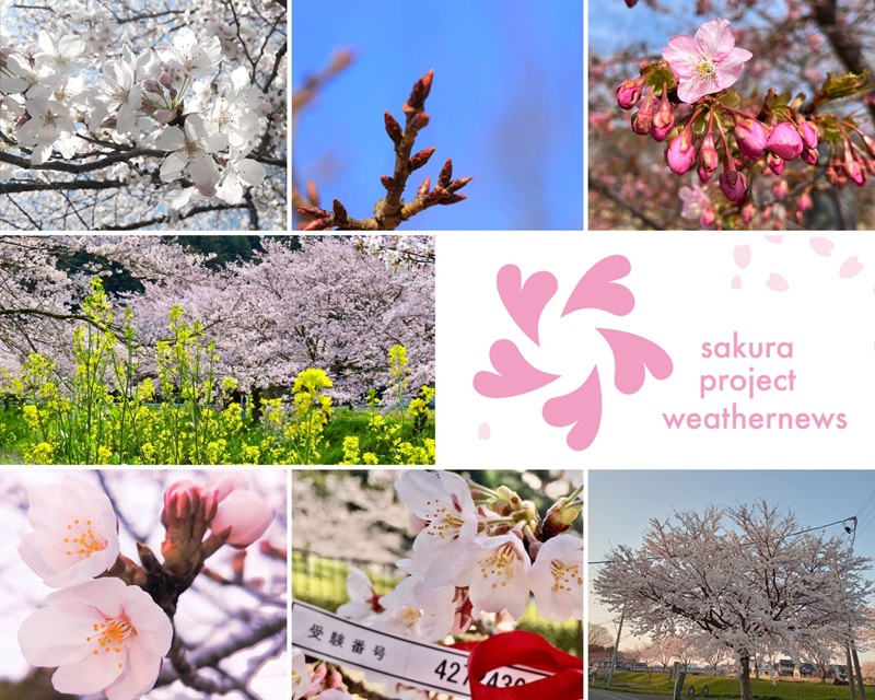 『さくらさく子 様』専用ページ タイトーくじ 桜ミク SAKURA×SUBCULTURE」が5/23(金)より順次発売