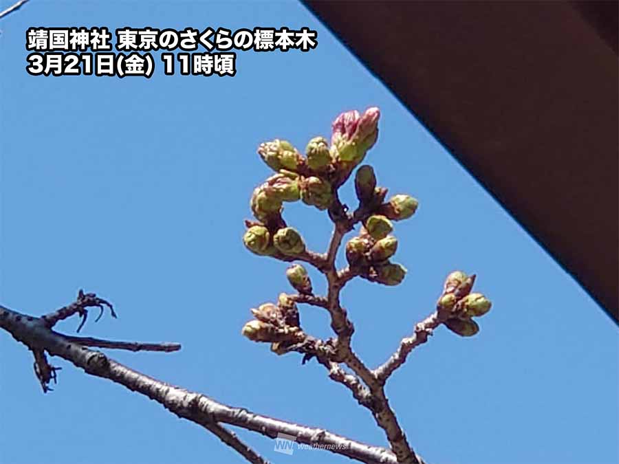 ※さくら※ 8月14日頃発送予定 今日の桜開花状況 4月18日(金) 秋田で満開発表 開花からわずか3