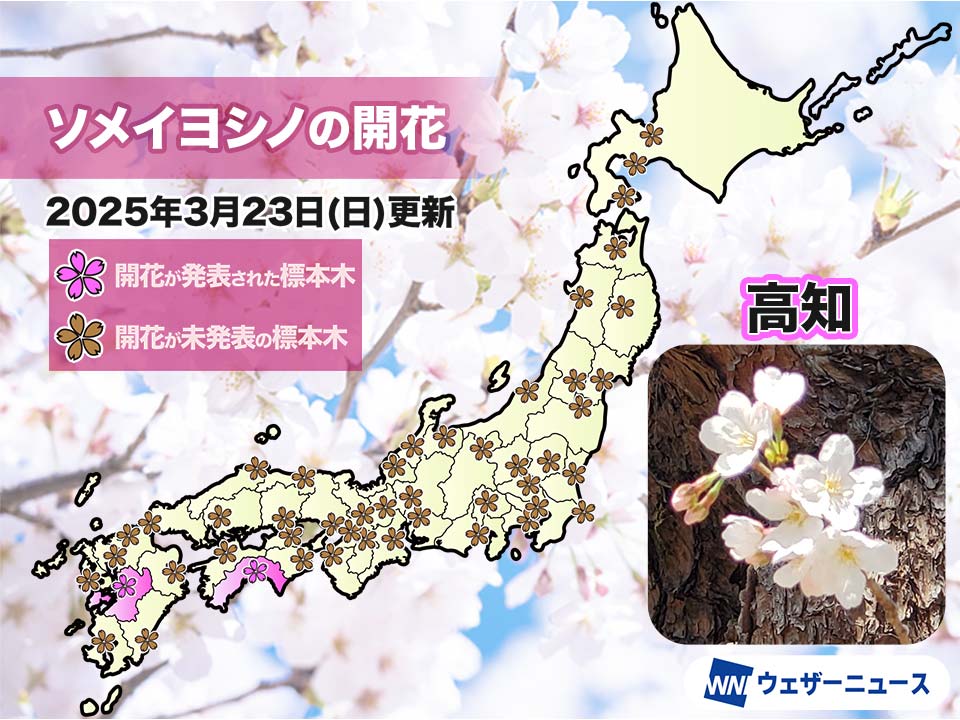 高知と熊本で桜が開花 今年全国で1番目のソメイヨシノ開花発表
