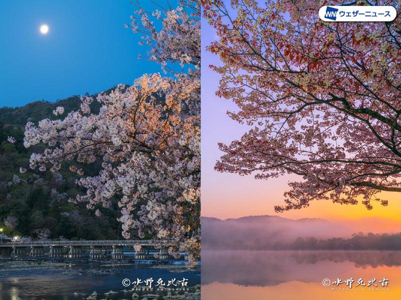 作例集 確認用 写真家・水野克比古氏より教わる、桜写真の簡単撮影テクニック